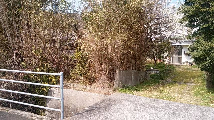 Bamboo grown up against the boundary wall, the house behind it