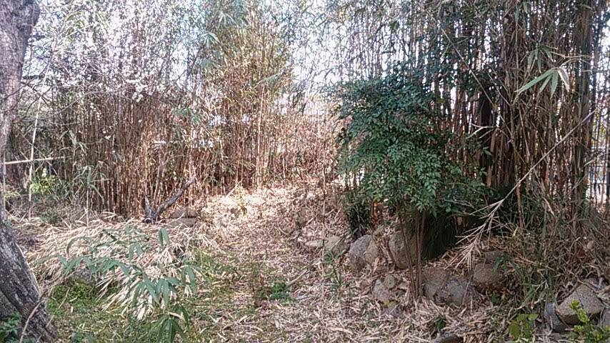 The far end of the plot, dense bamboo over fallen stones